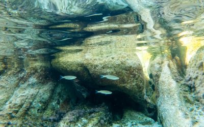 Reimaginar l’oceà: la ciència marina a través de la interactivitat i el joc