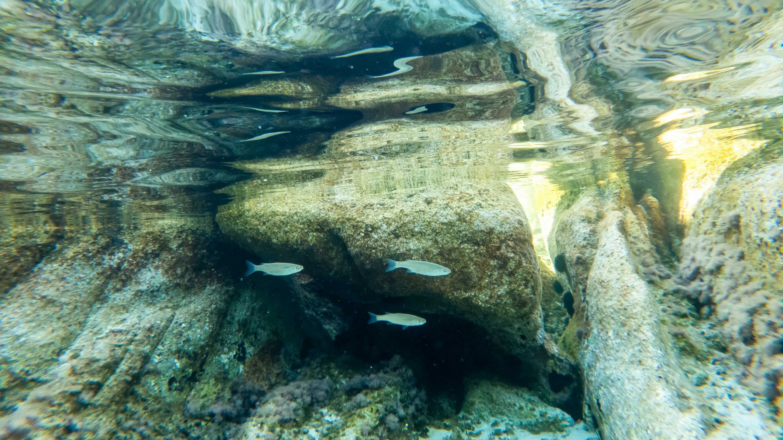 blue-transparent-water-sea-near-coast-view-water-rocks-with-moss-fishes Recursos dia mundial oceà