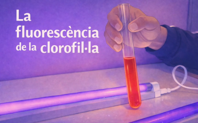 La fluorescència de la clorofil·la