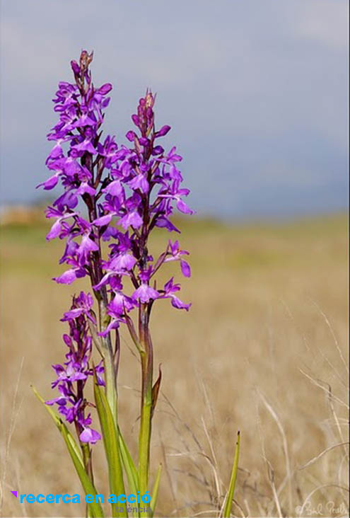 L'orquídia més gran d'Europa