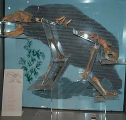 Ós de les cavernes (Museu Arqueològic de Moià)