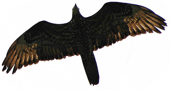 Falcó vesper (Pernis apivorus)