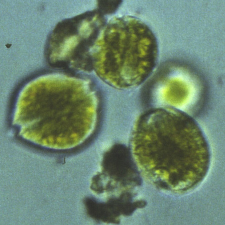 Alexandrium taylori, una alga microscòpica peculiar