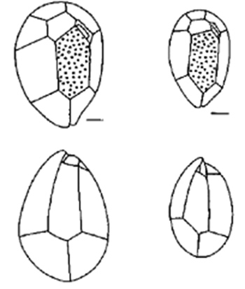 Dibuixos a escala de la vista superior (epiteca) i inferior (hipoteca) d’Ostreopsis siamensis i Ostreopsis ovata segons Steidingen i Tangen (1996). 