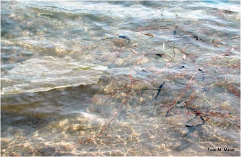 Residus plàstics a l'aigua de la platja. Fotografia de M. Masó