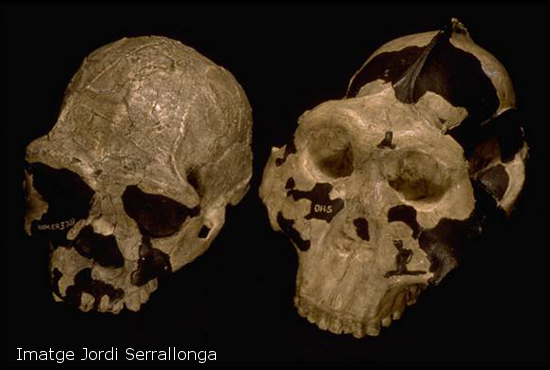 Homo i Australopithecus 